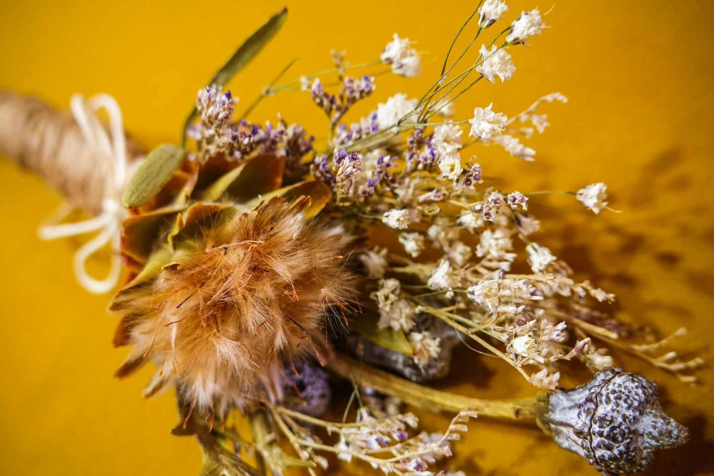 Boutonnia